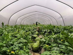 溫州時令 以節氣命名的溫州特產 芒種蝦皮 有何故事